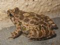 Discoglossus sardus